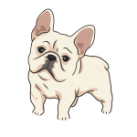 Frenchie dog