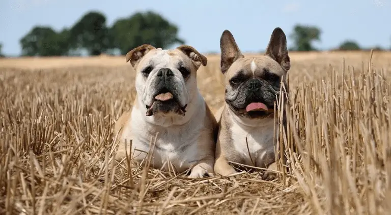 Best Shock Collar for French Bulldog: Top Picks for Effective Training