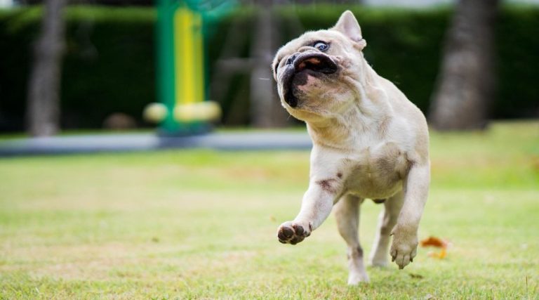 Are French Bulldogs Dangerous? Understanding the Temperament and Risks