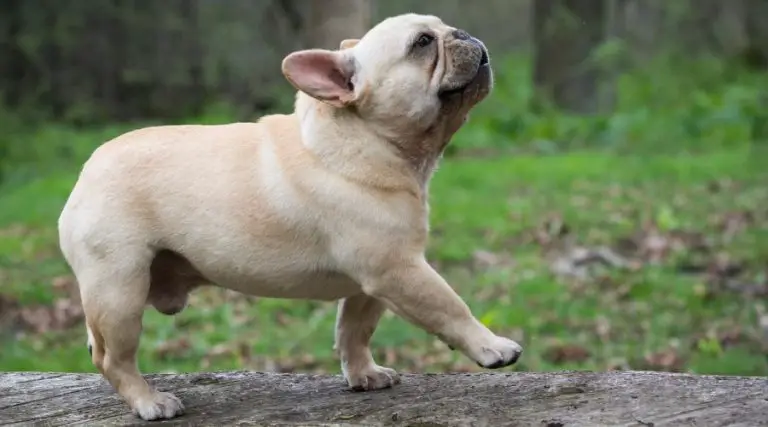 Are French Bulldogs Easy to Train? A Comprehensive Look at Their Trainability