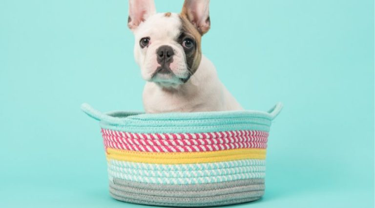 6 Benefits of Owning a French Bulldog: Why This Breed Makes a Great Companion