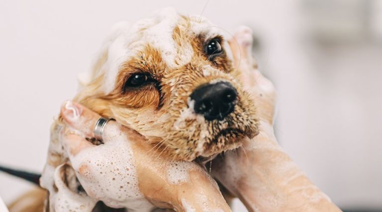 Top 5 Shampoos for French Bulldogs: Keep Your Frenchie’s Coat Fresh & Healthy