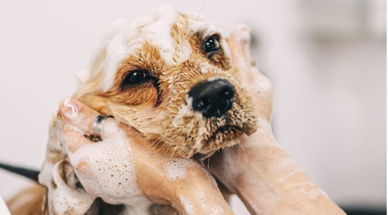 Top 5 Soothing Shampoos for French Bulldogs with Skin Allergies