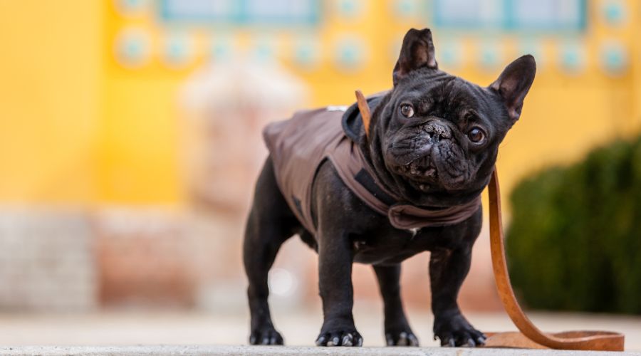 Things Not to Do with a French Bulldog
