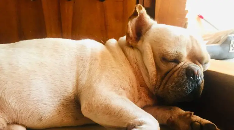 What to Do With Your French Bulldog While You’re at Work: Tips and Solutions