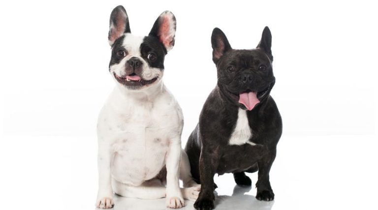 Are French Bulldogs Hypoallergenic? (Get Answer from Vet)