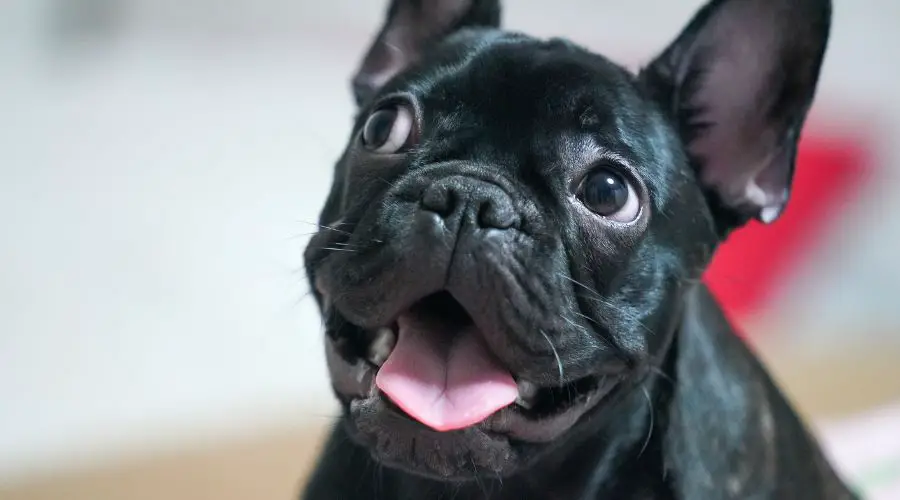 Are French Bulldogs Ugly