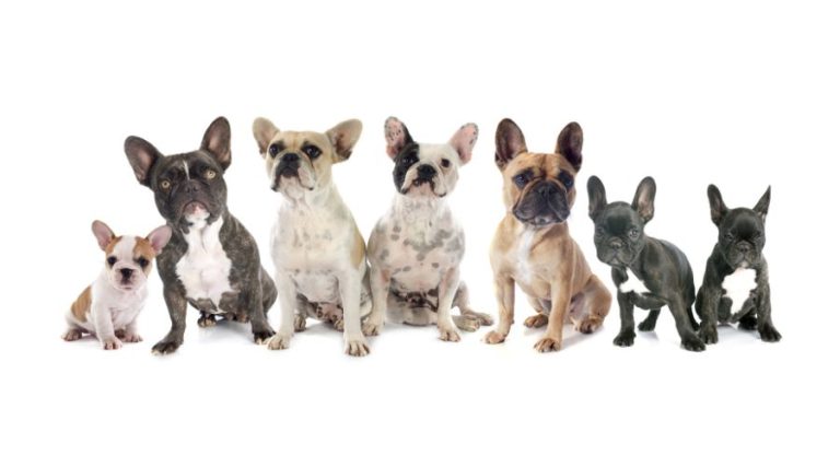 Best French Bulldog Breeders in the United States