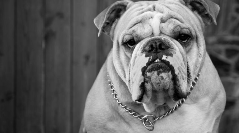 Best Wrinkle Cream for Bulldogs: Top 5 Products to Keep Your Furry Friend Looking Young