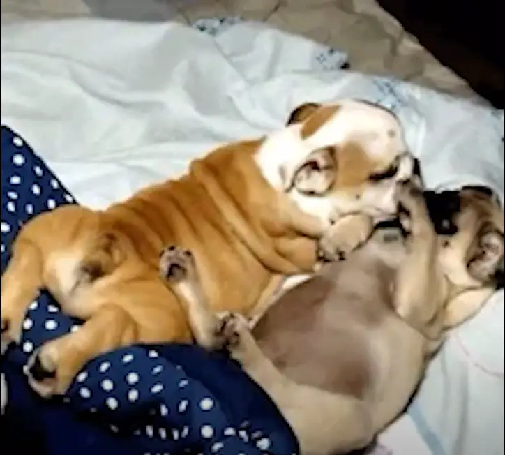 Can French Bulldogs Mate and Give Birth Naturally?