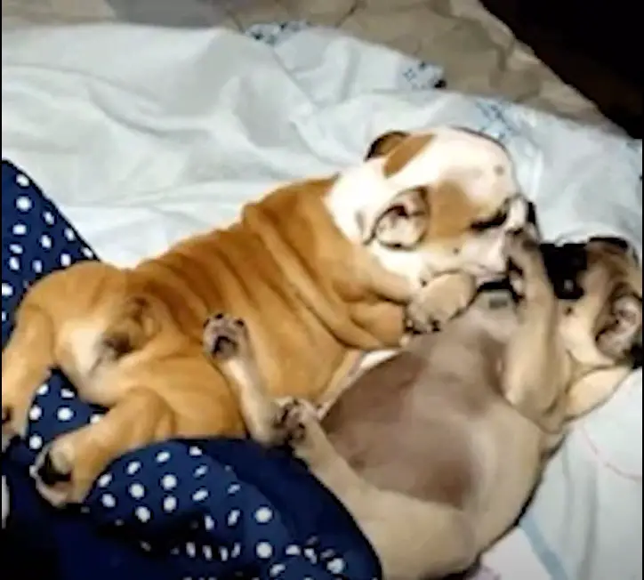 Can French Bulldogs Mate and Give Birth Naturally