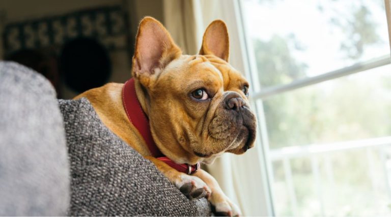 Mastering the Art of Cleaning French Bulldog Wrinkles: A Step-by-Step Guide