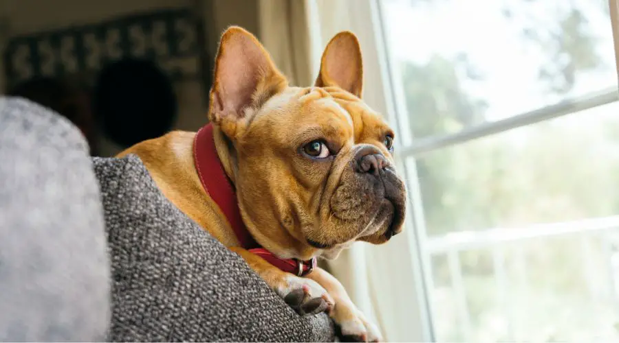 how to care for french bulldog wrinkles