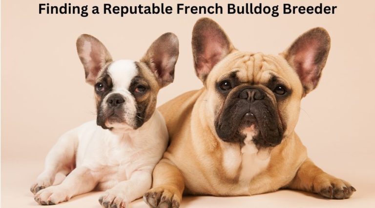 Finding a Reputable French Bulldog Breeder: Tips and Advice