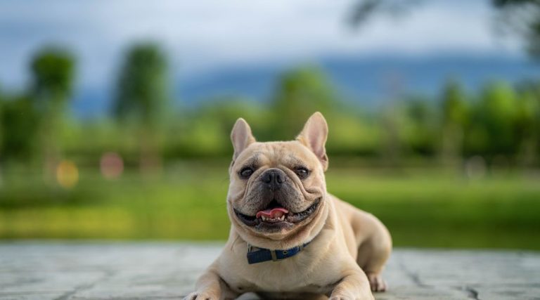French Bulldog Breed: Characteristics, History, and Care