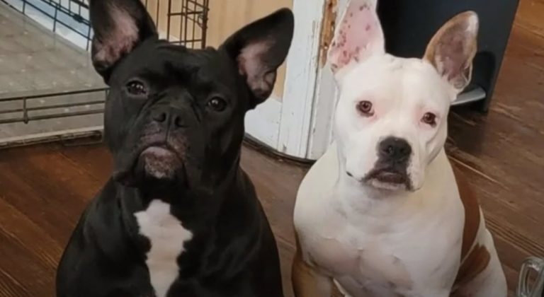 Can you breed a French bulldog and a Pitbull? A Unique Breed Guide