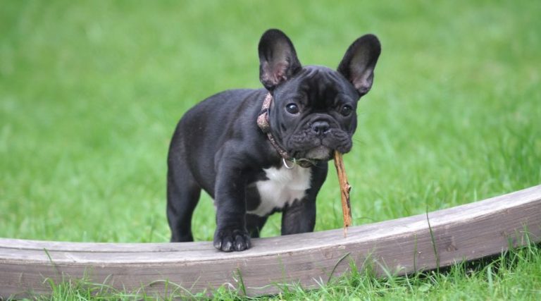 French Bulldog Size Guide: Everything You Need to Know