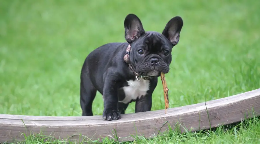French Bulldog Size Guide