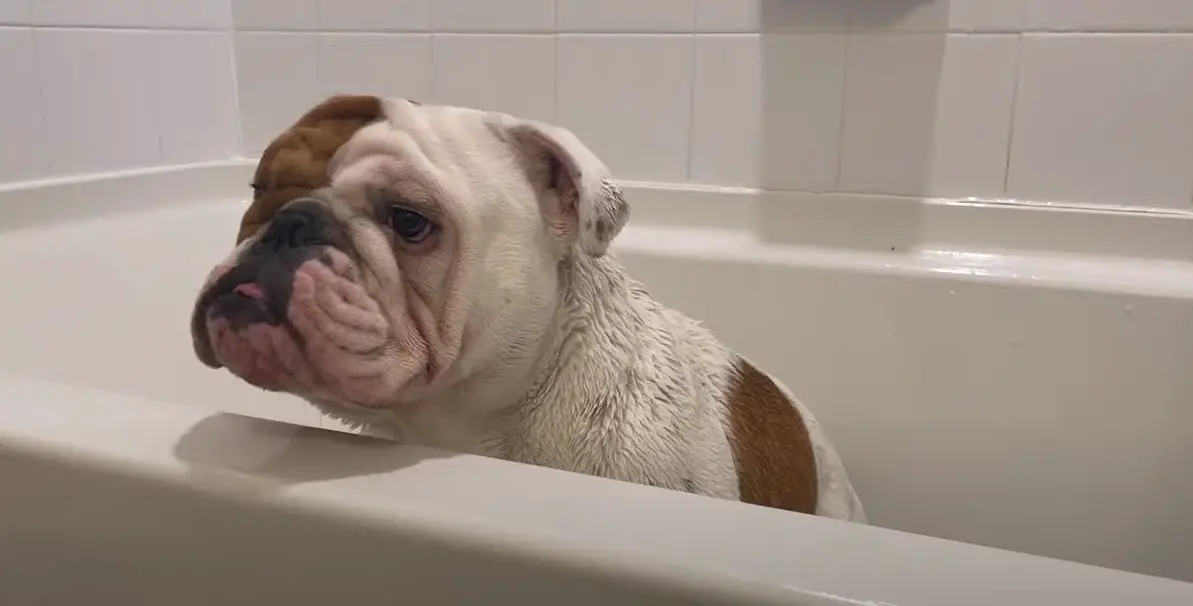 Best English Bulldog Breeders In California