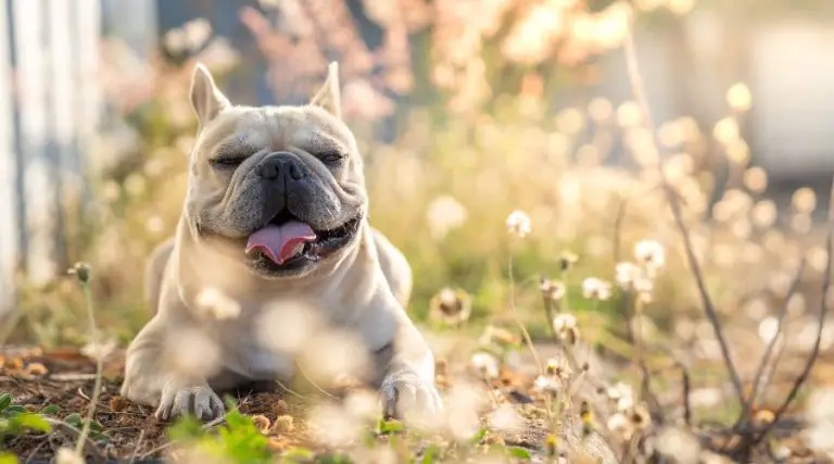 16 Signs Your Frenchie Is Happy: A Comprehensive Guide