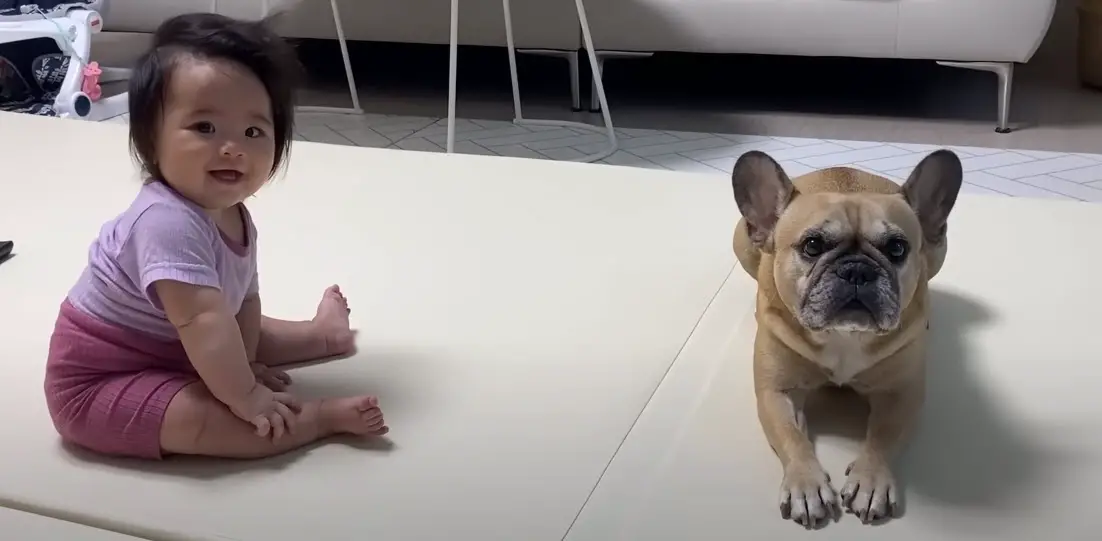 Top English Bulldog Breeders In Texas To Find Your Furry Companion