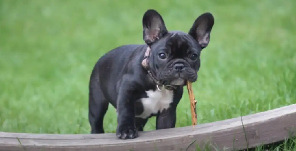 How to Make French Bulldog Gain Weight