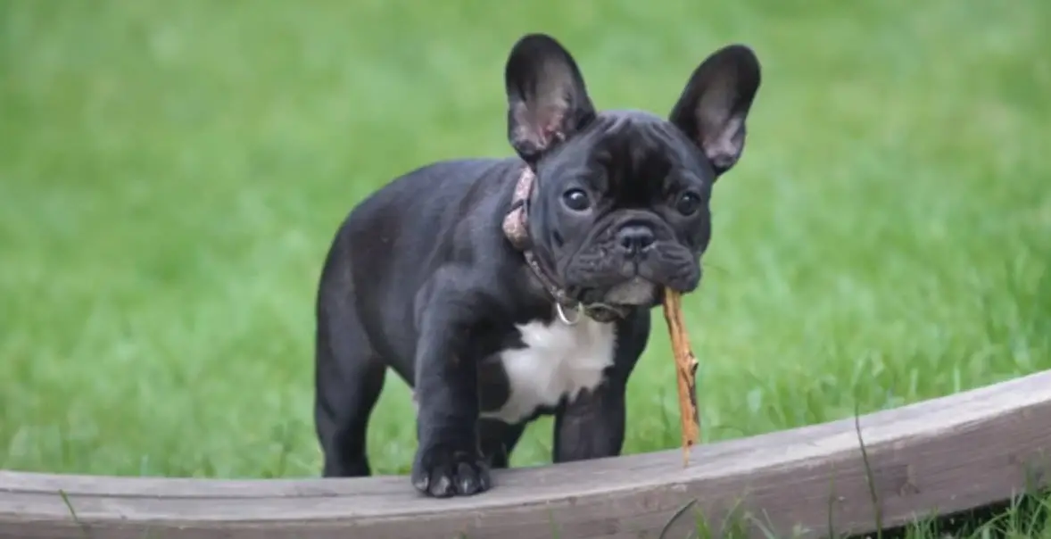 How To Fatten Up My French Bulldog Puppy (5 Easy Ways)