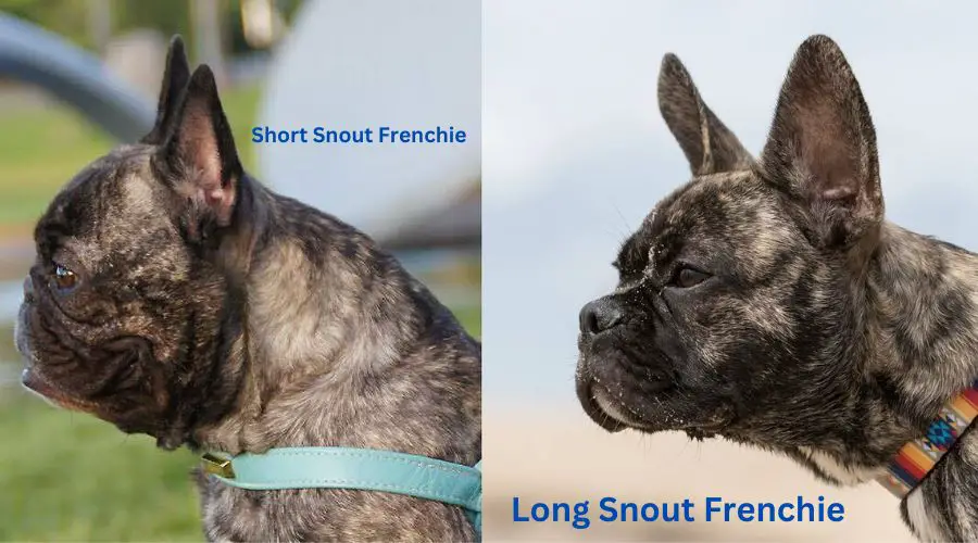Long Snout French Bulldog