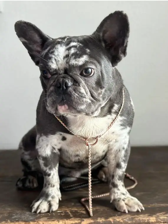 What Is A Grinch French Bulldog?(Exists Or Not?)