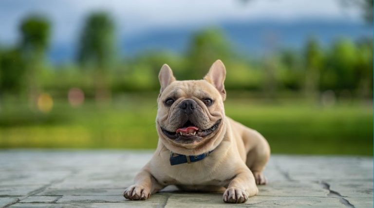 At What Age Can You Breed a French Bulldog: A Quick Guide for Dog Owners