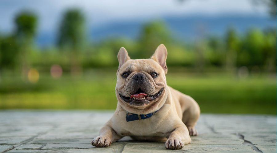 At What Age Can You Breed a French Bulldog