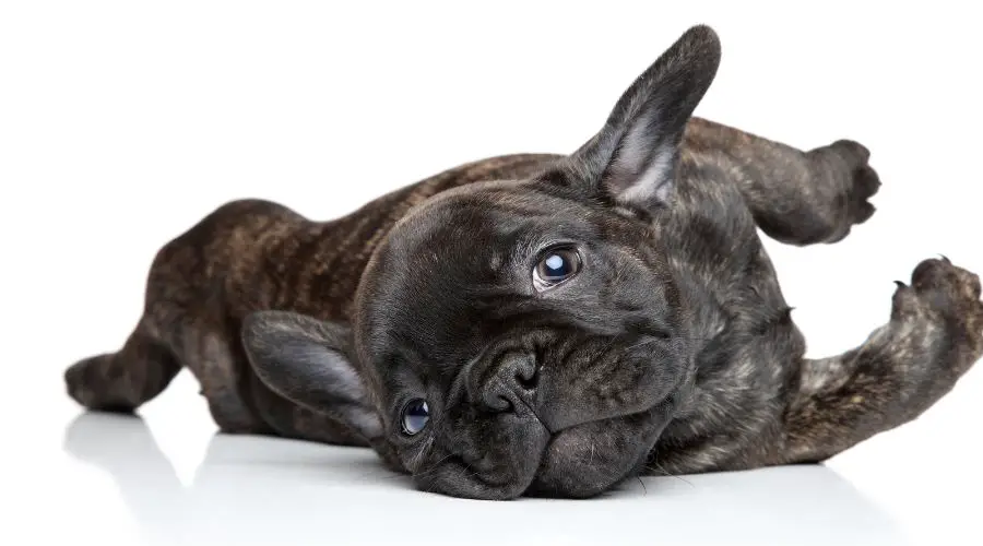 Can French Bulldogs Have Sex