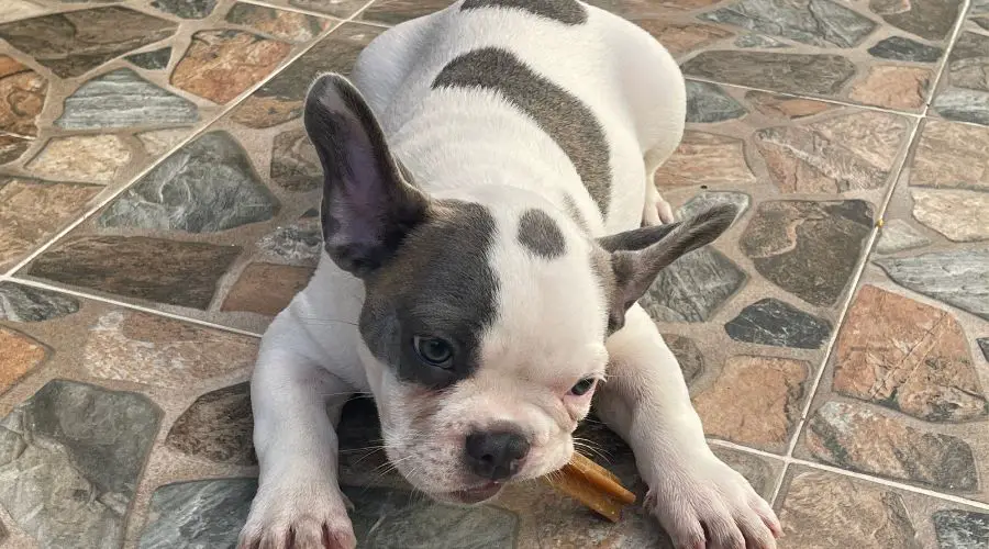 a Frenchie is chewing