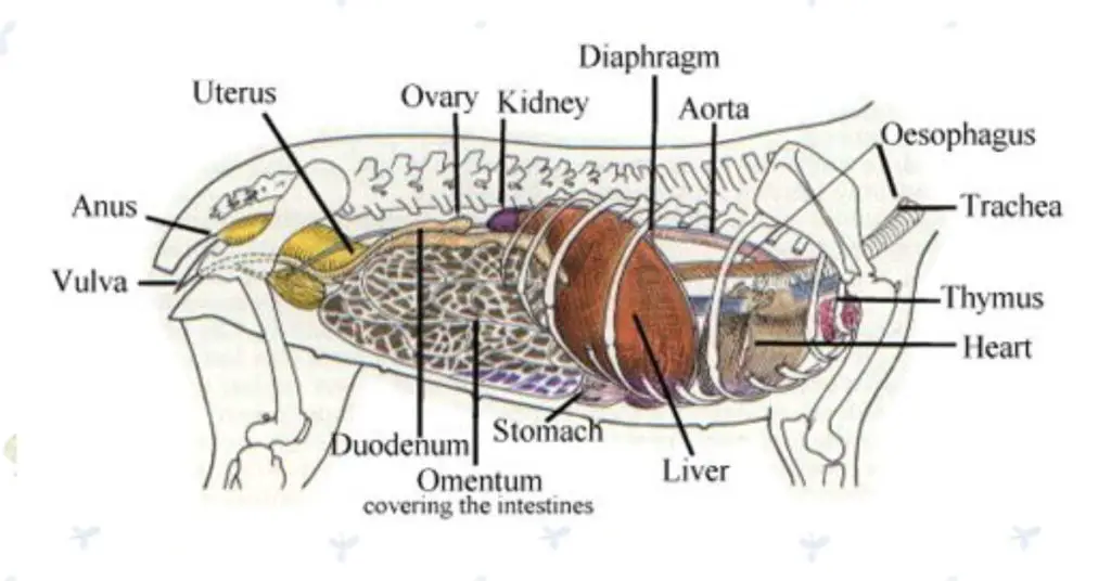 Anatomy of french bulldog