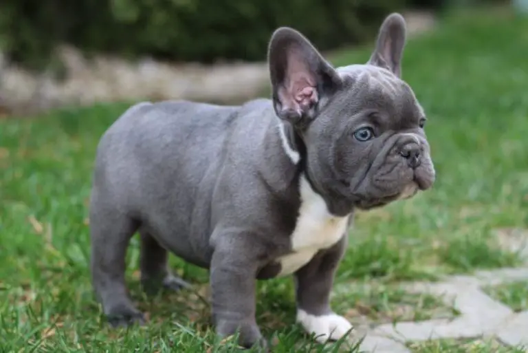What is a Blue French Bulldog?