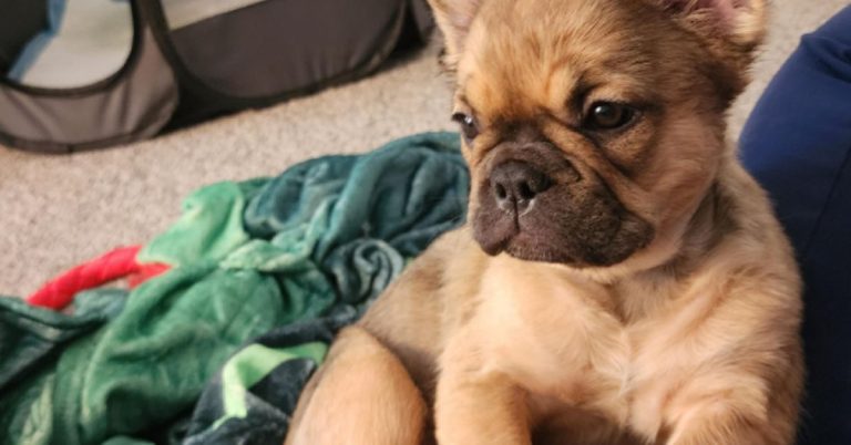 What Is The Most Expensive Fluffy French Bulldog?