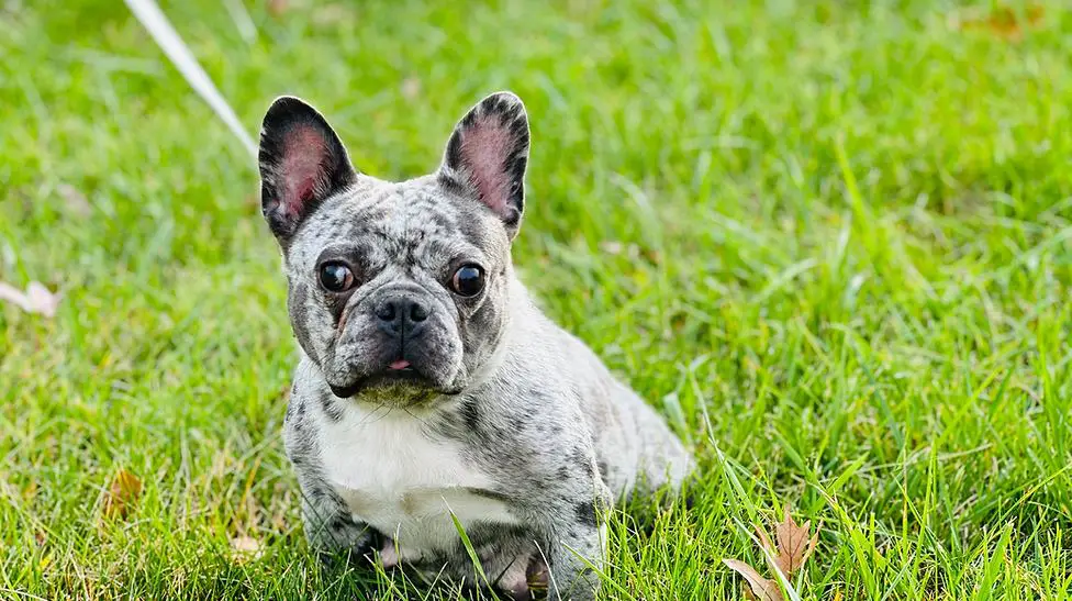 best fluffy French bulldog breeder