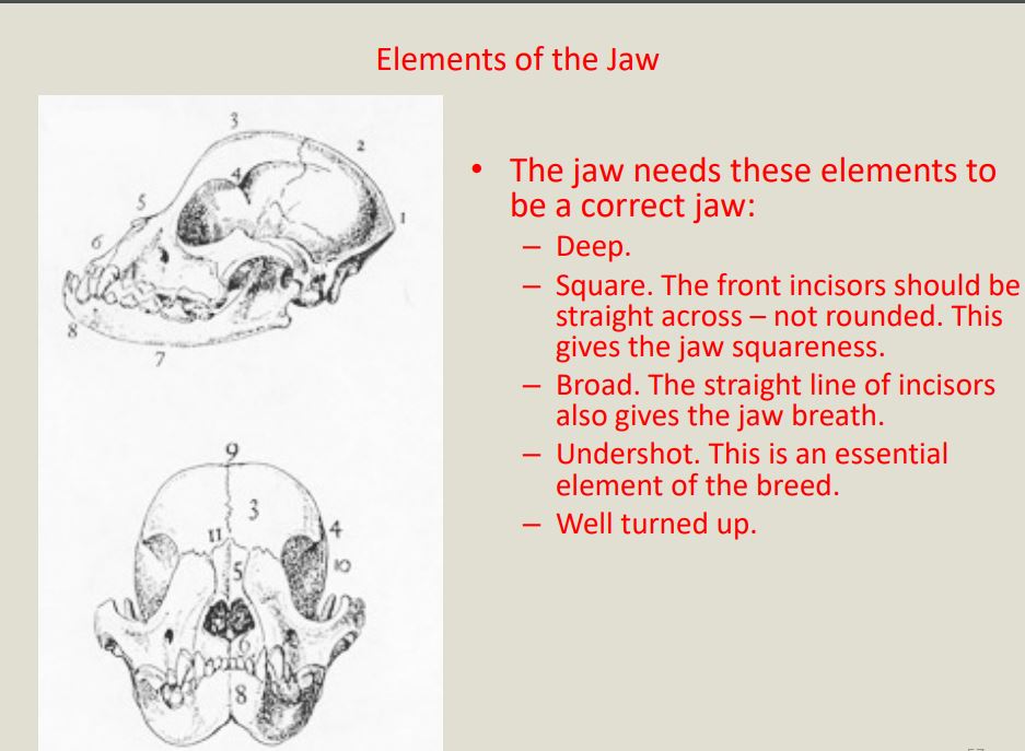 Elements of Jaws French bulldog