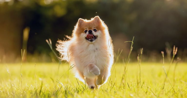 5 Fluffiest Dog Breeds In The World