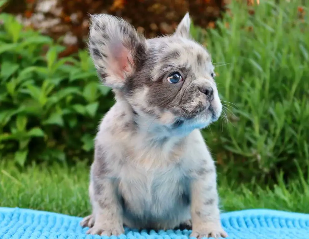 Fluffy French Bulldog: Price And Breed Information