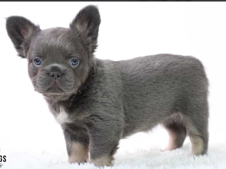 The Fluffy French Bulldog Puppy: A Guide To Choosing And Caring For Your New Best Friend