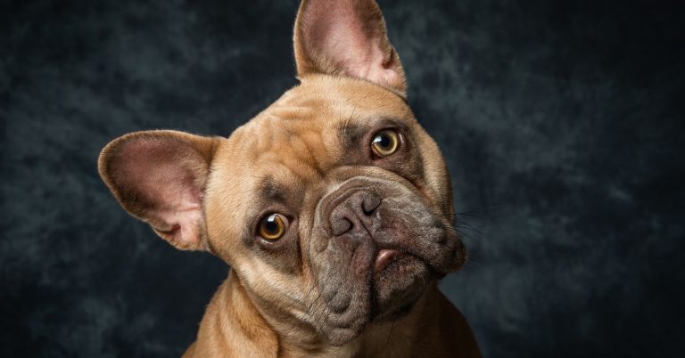 Are Fluffy Frenchies Purebred? (Answered)