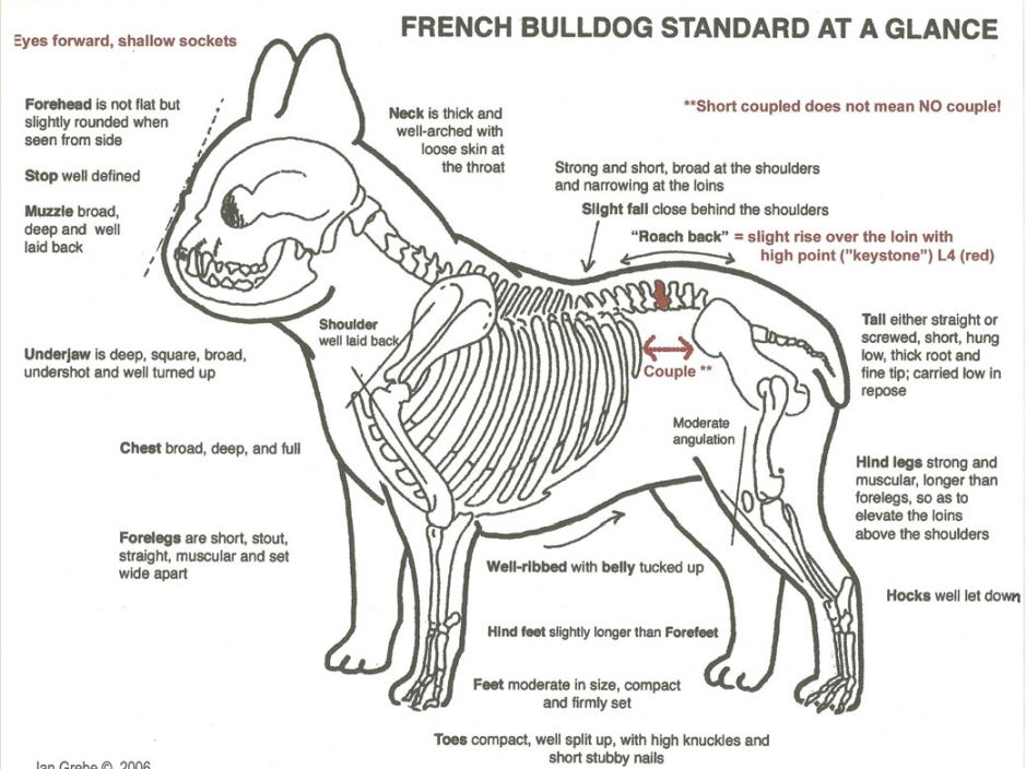 french-bulldog-Satndard-anatomy-at-glance