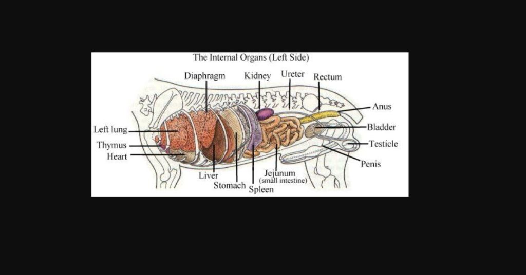 French bulldog anatomy organs