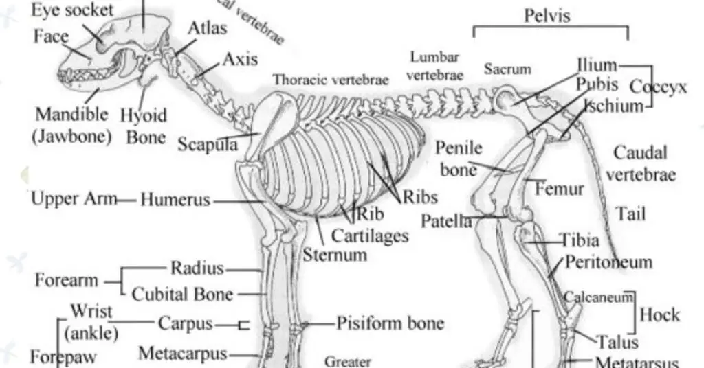 Internal Anatomy of French Bulldog