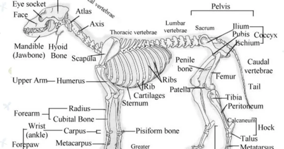 French Bulldog Anatomy Organs A Comprehensive Guide