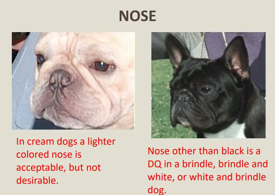 Nose-of-Frecnch-bulldog