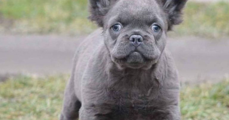 How To Make a Fluffy French Bulldog?