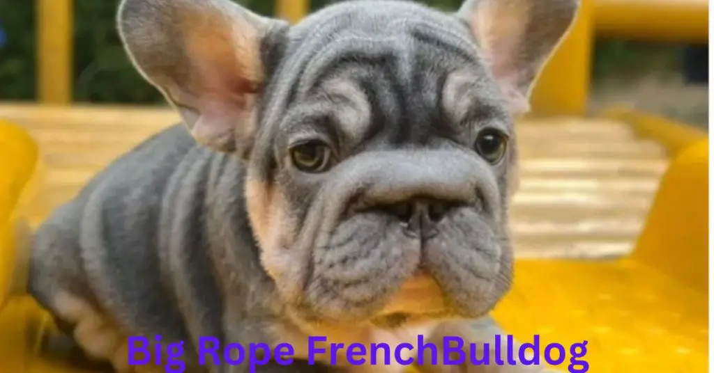 Big Rope French bulldog