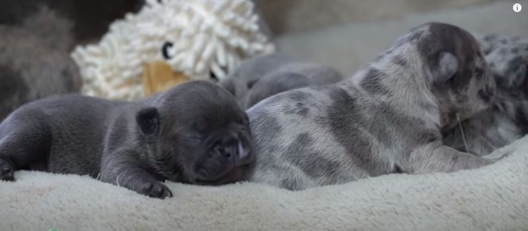 Lilac vs Blue French Bulldog: (One Of Them is Better)